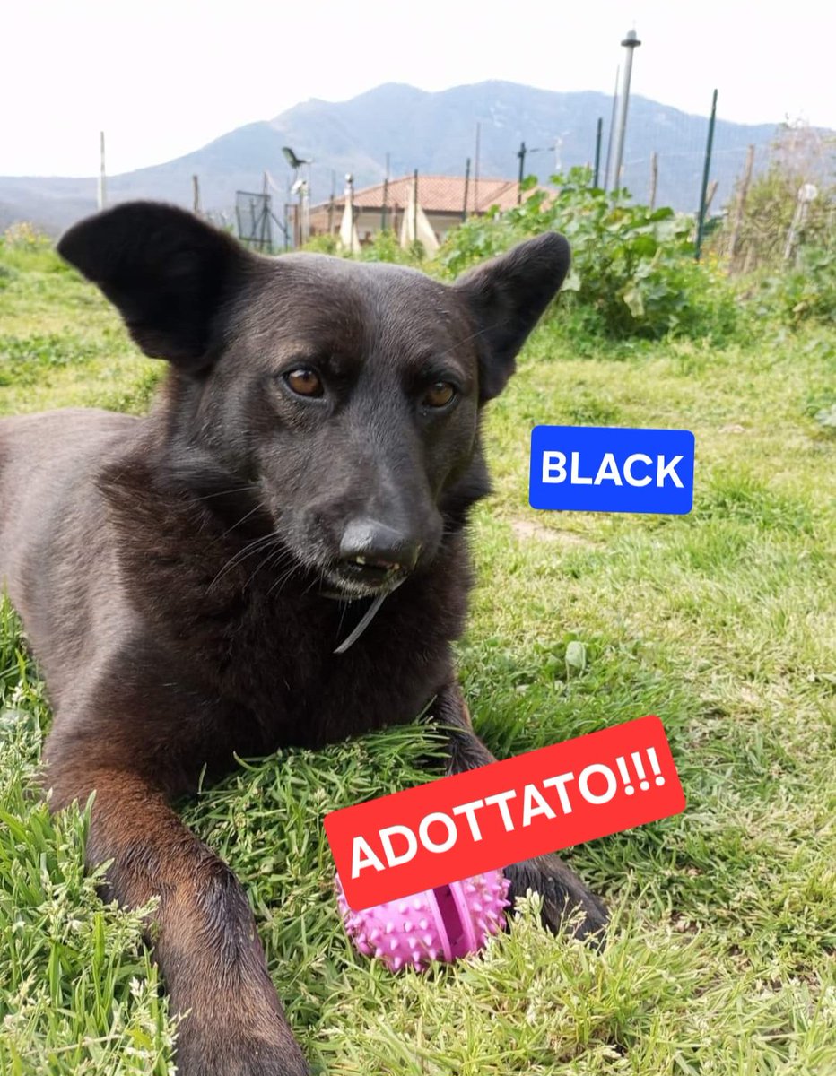 BLACK ADOTTATO!❤️❤️❤️
Il cagnolino nato con un pezzo di musino mancante, è stato adottato dalla volontaria Sheila. Una notizia che scalda il ❤️.