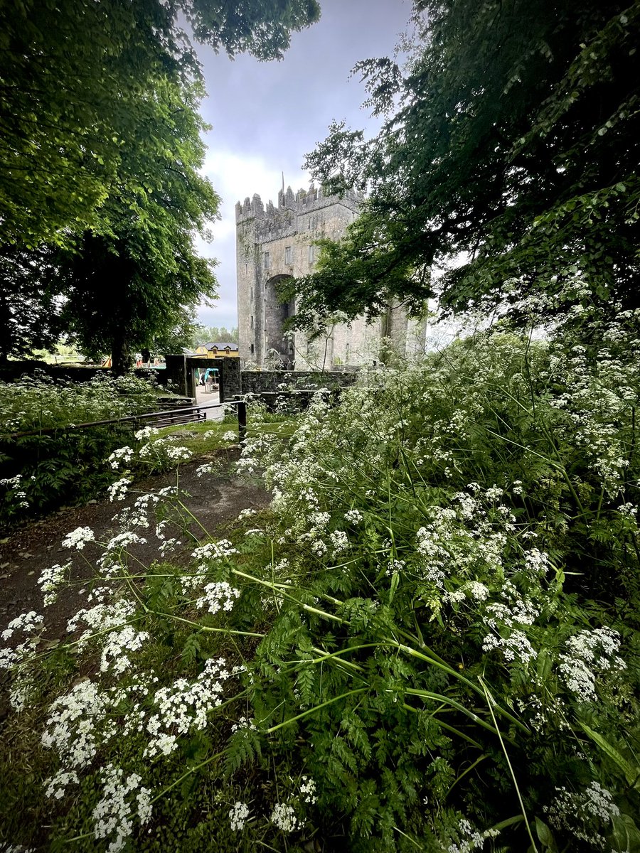 A profusion of cow parsley framing Bunratty Castle .. 🥰