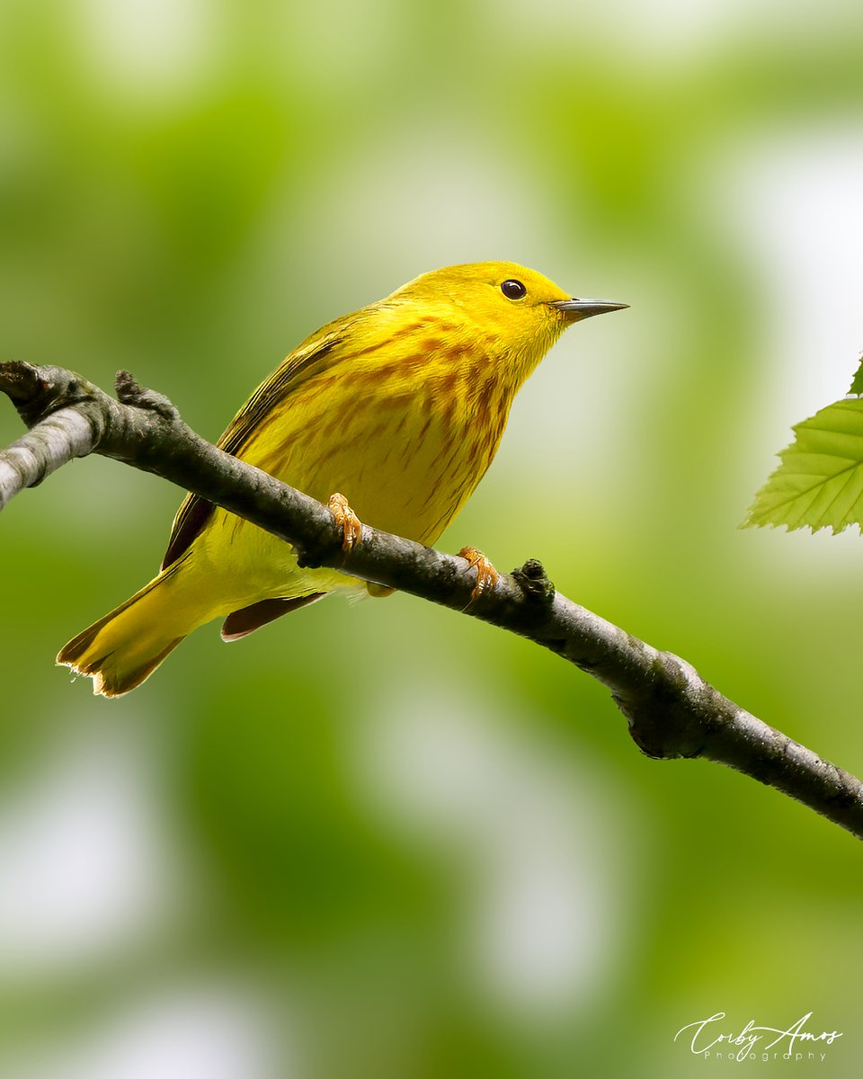 Yellow Warbler...from my backyard of all places.
.
ko-fi.com/corbyamos
.
linktr.ee/corbyamos
.
#birdphotography #birdwatching #BirdTwitter #twitterbirds #birdpics #BirdsofTwitter