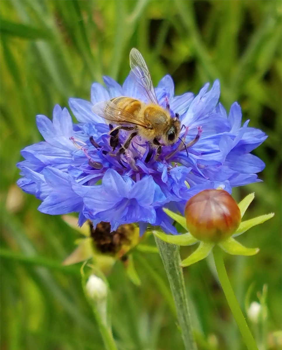 “Our farm, The Farm at Huckleberry Bay, an NC Century Farm, provides habitat for pollinators essential to NC agriculture. A wide variety of pollinators are attracted to our pollinator garden.” —Myra Tyler Godwin, Tabor City, Brunswick Electric #photooftheweek