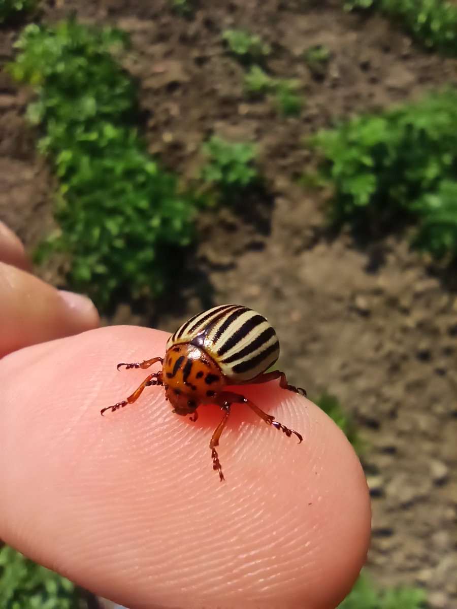 if you see this bug on yout potato plants, kill it
