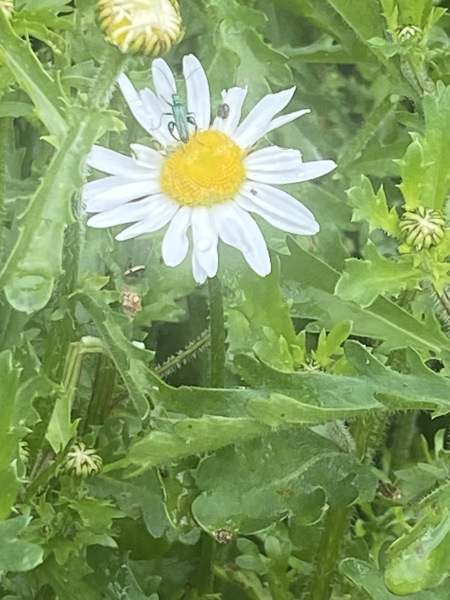 Hello! Anybody know what this little critter is on a flower in an East Sussex garden? Grasshopper of some type? Lovin’ early Summer.