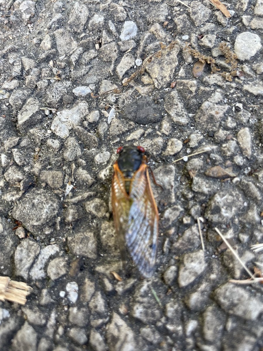 mark schleusener tweet media