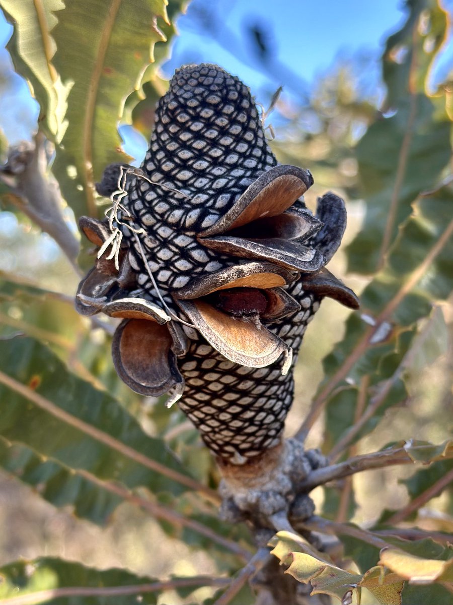 The Firewood Banksia (Banksia menziesii) is endemic to the sandy coastal soils of #WesternAustralia. Its flower spike is made up of over 1,000 individual flowers that slowly open from bottom to top, eventually forming a cone #biodiversity #FascinationofPlantsDay