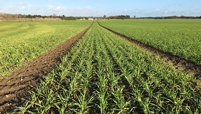 Barley sown after mid-April has a high probability of becoming infected with BYDV. The percentage of tillers with symptoms can exceed 30%, and a yield reduction of the order of 1.3t/ha is likely. Read more bit.ly/4bEZuj6 @TeagascCrops