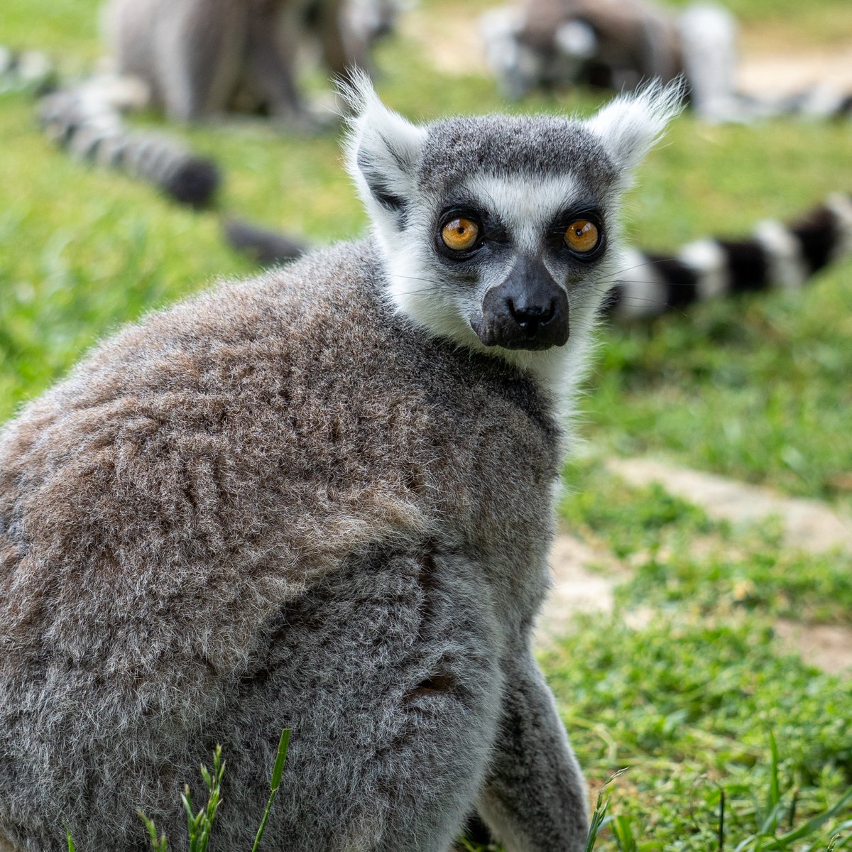 Virginia Safari Park - Virginia's Only Drive-Thru Safari Adventure Looking for that one friend to go to The Virginia Safari Park with.... Tag them in the comments an plan your next visit here: virginiasafaripark.com #virginiasafaripark❤️❤️ #animals #tours #DriveThru