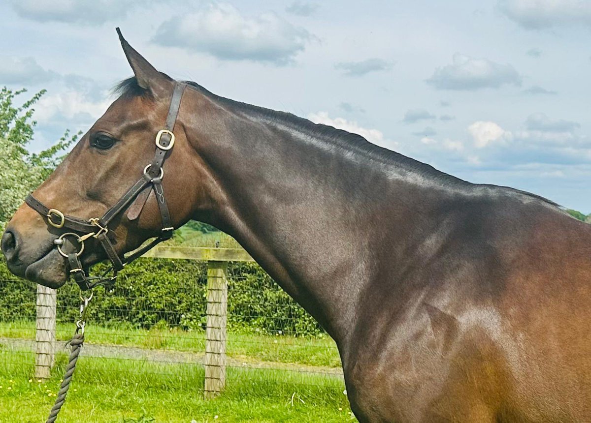 Goldford Stud Spring Store Draft 🔸Lot 8️⃣9️⃣ | Bay Filly (GB) 🔸Harzand | Amourice 🔸50% @GB_Bonus ✨ 📕shorturl.at/6pscL 📍@GoffsUK | 21 May #GoffsSpring #GoldfordGrads