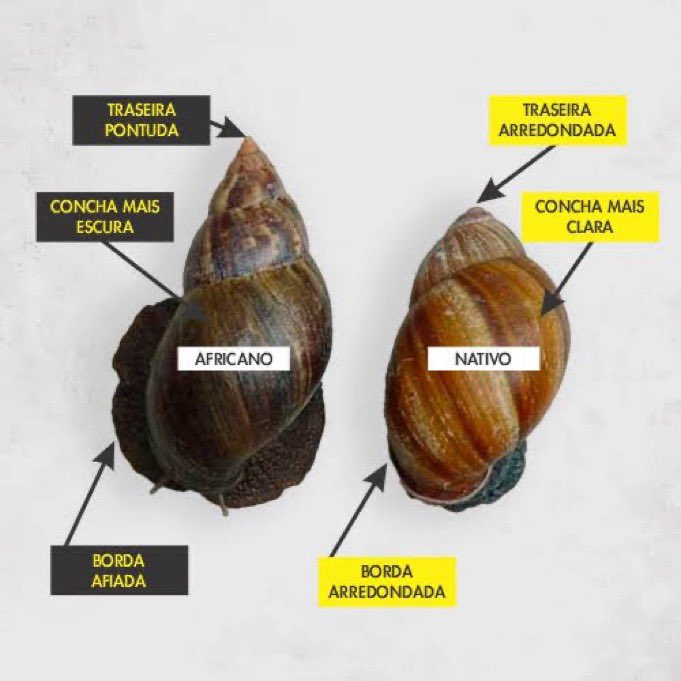 auroracinza's tweet photo. colocando pra vcs identificarem um caramujo africano antes de matar https://t.co/toa46NwcQu