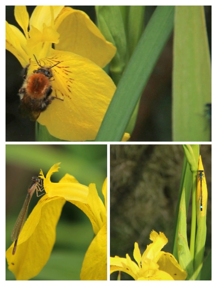 op de gele lis is geen moment hetzelfde insecten leven #HaikuSaturday #haiku #haikuchallenge #tuintweet