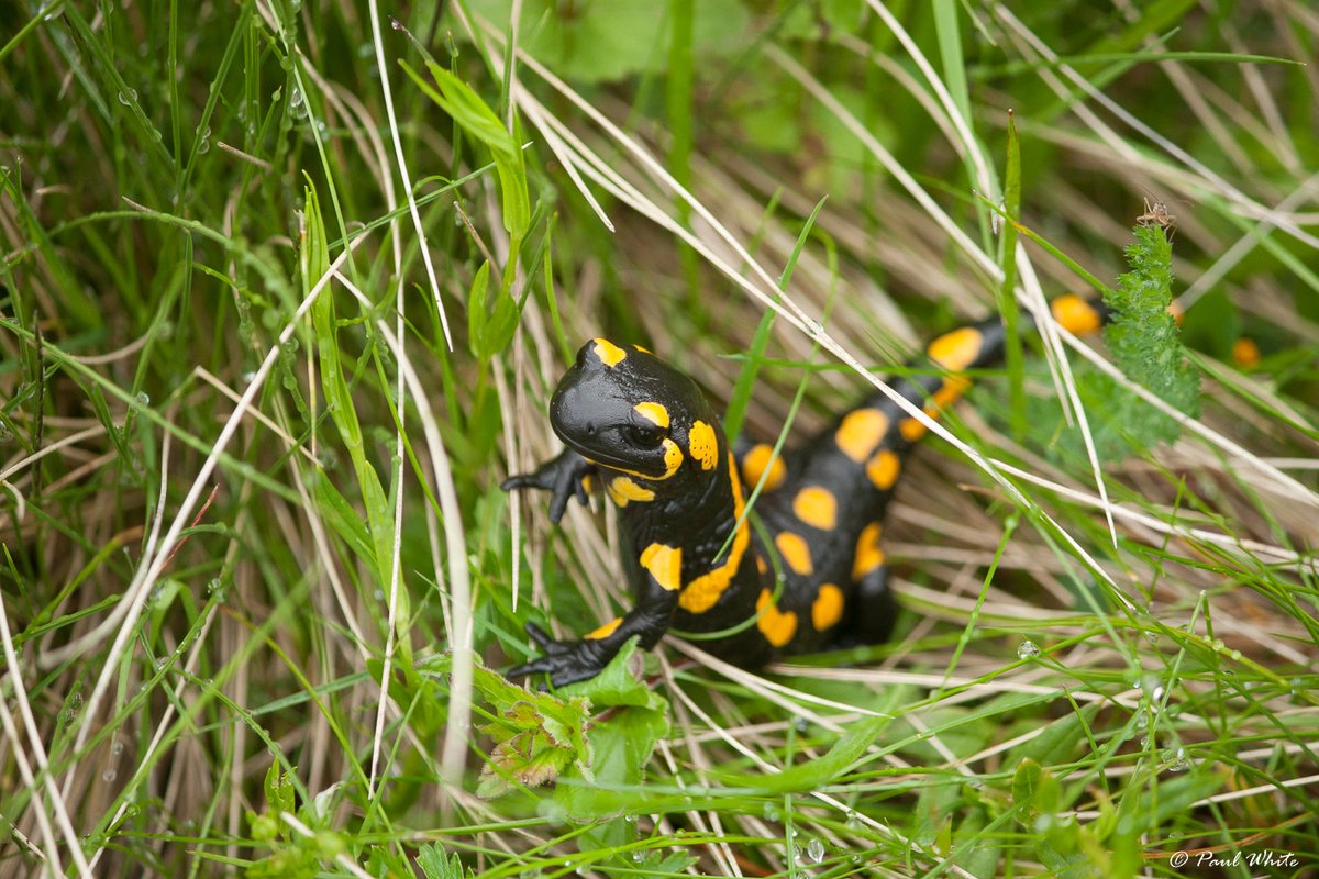 Fire Salamander (Salamandra salamandra) There was heavy rainfall this morning which is always a good time to see salamanders.
