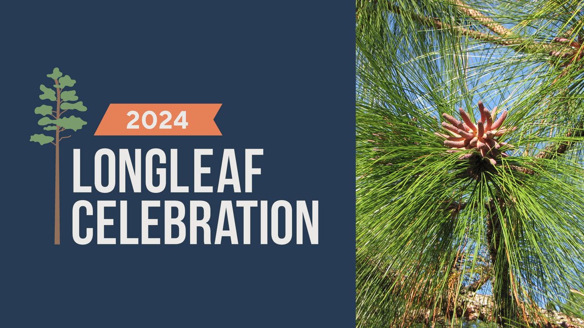 It's time to celebrate the majestic Longleaf Pine with #HarrisLake County Park! Come out to today's Longleaf Ramble from 10 a.m. to 1 p.m. Learn more at: wake.gov/longleaf