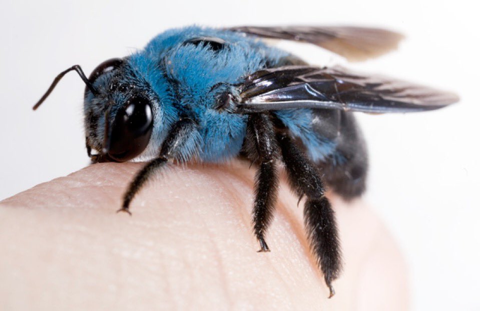 Bees can be blue! 

Xylocopa caerulea, the blue carpenter bee, is non-aggressive and semi-solitary. They do not build hives like honeybees but instead prefer to live inside dead wood