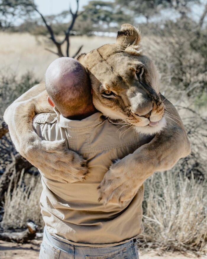 Lioness repays her caregiver of ten years with hugs.💛