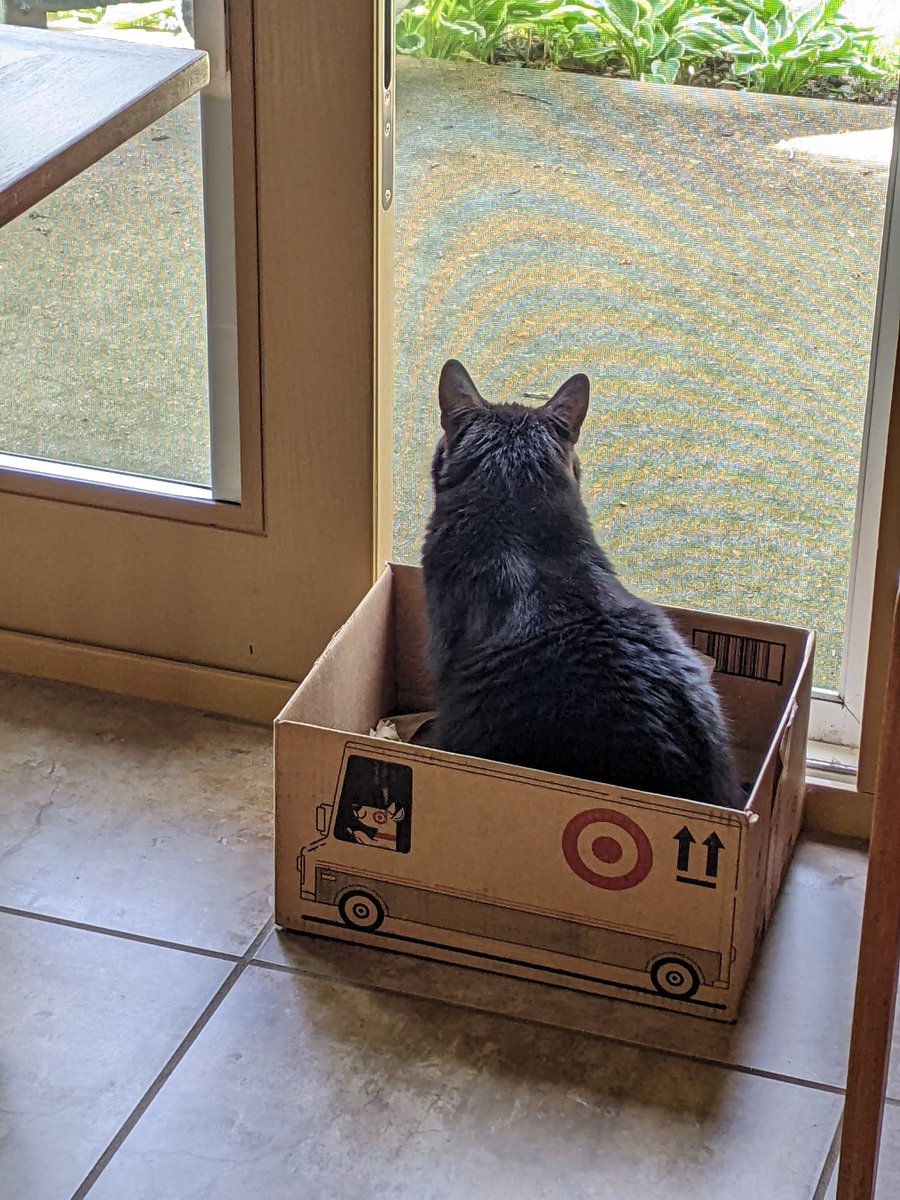 Eddie likes the summerish weather. Do you? #Caturday #SaturdayMorning #CatsOfX #CatsOnX #CatsOfTwitter #CatsOnTwitter #CatTwitter #blackcats #panfursquad #moggies #catpics #minipanfur #RescueCats #voidcats #cats #catsinboxes