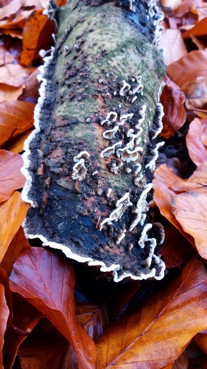 I can't believe it' s #HotStickSaturday again. #Pilze #Mushroom #Fungi