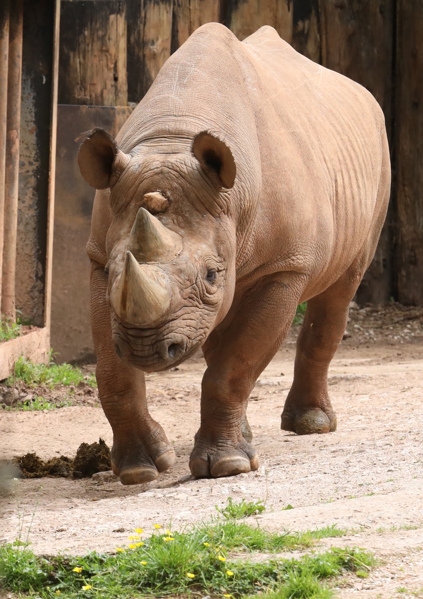 Black Rhinoceros @PaigntonZoo #rhino
