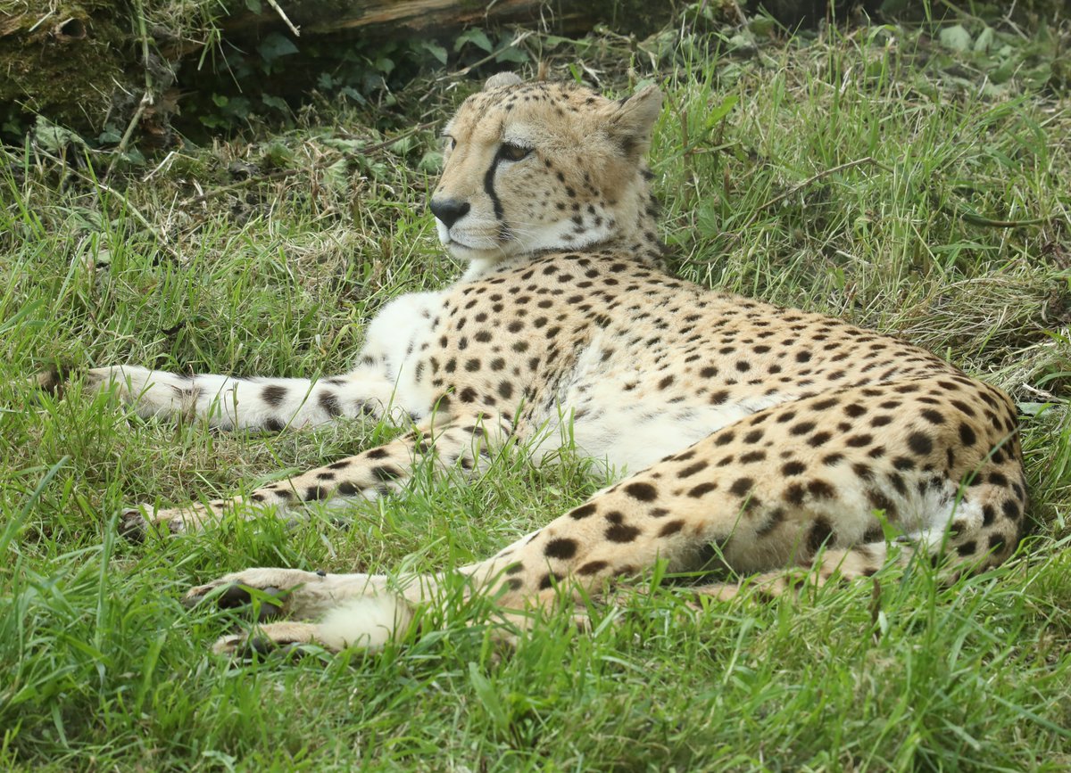 Cheetah @PaigntonZoo #cheetah