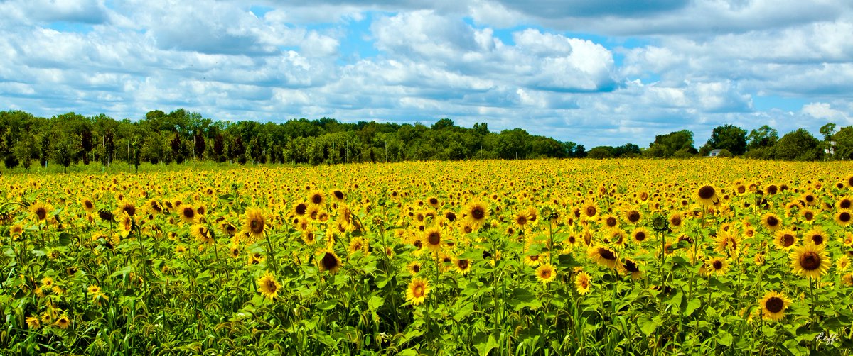 'Sunflowers' can't wait!
#flowers #florals #Photo #landscapephotography #suflowers