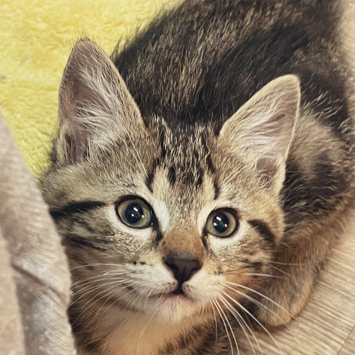 I believe I can scale that leg. #Orville #Caturday #kittens #OUCH