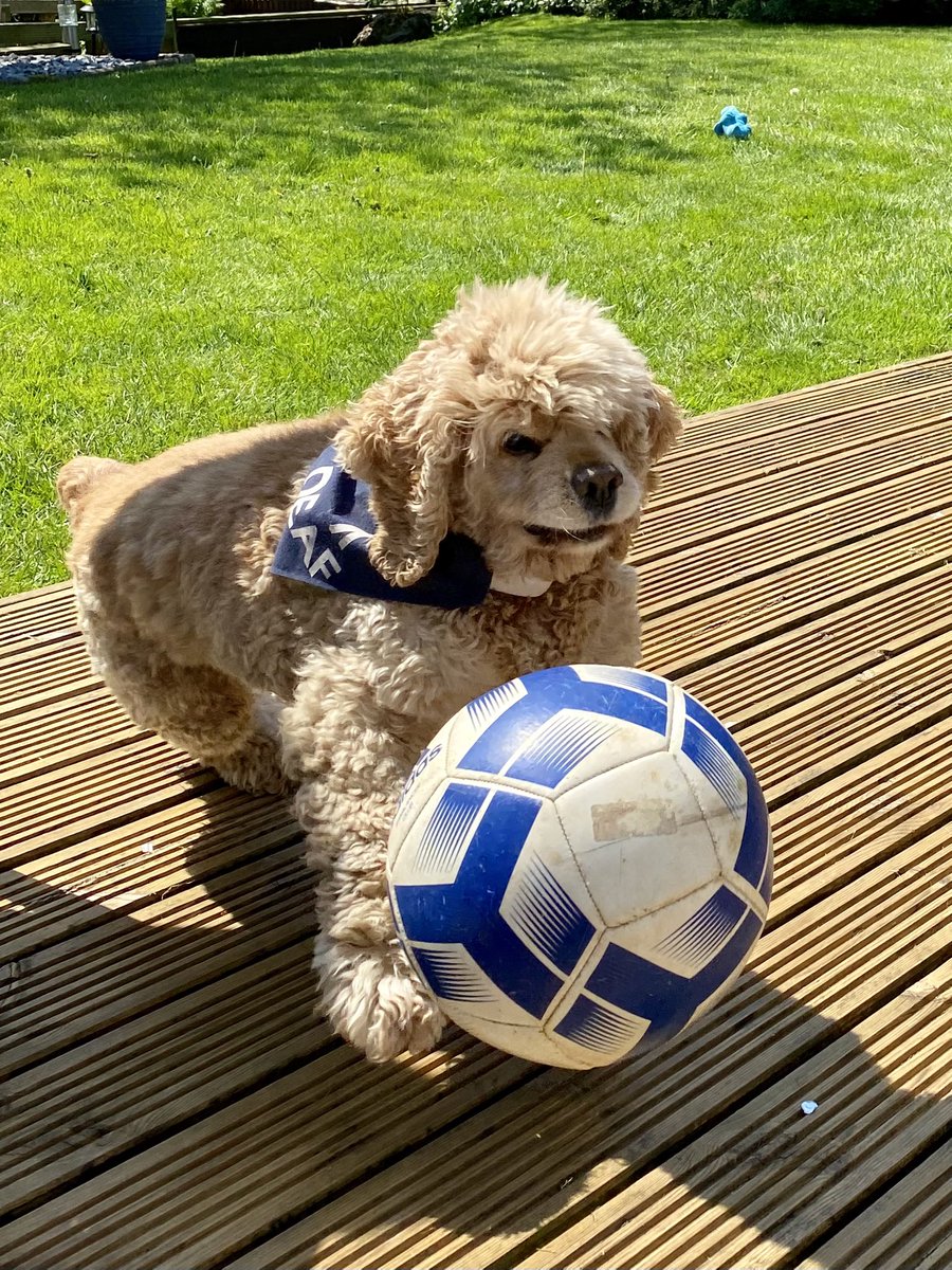 I’m practicing my football skills, just in case Bat likes football too? It’s not Ronnie’s forte #FootballFan