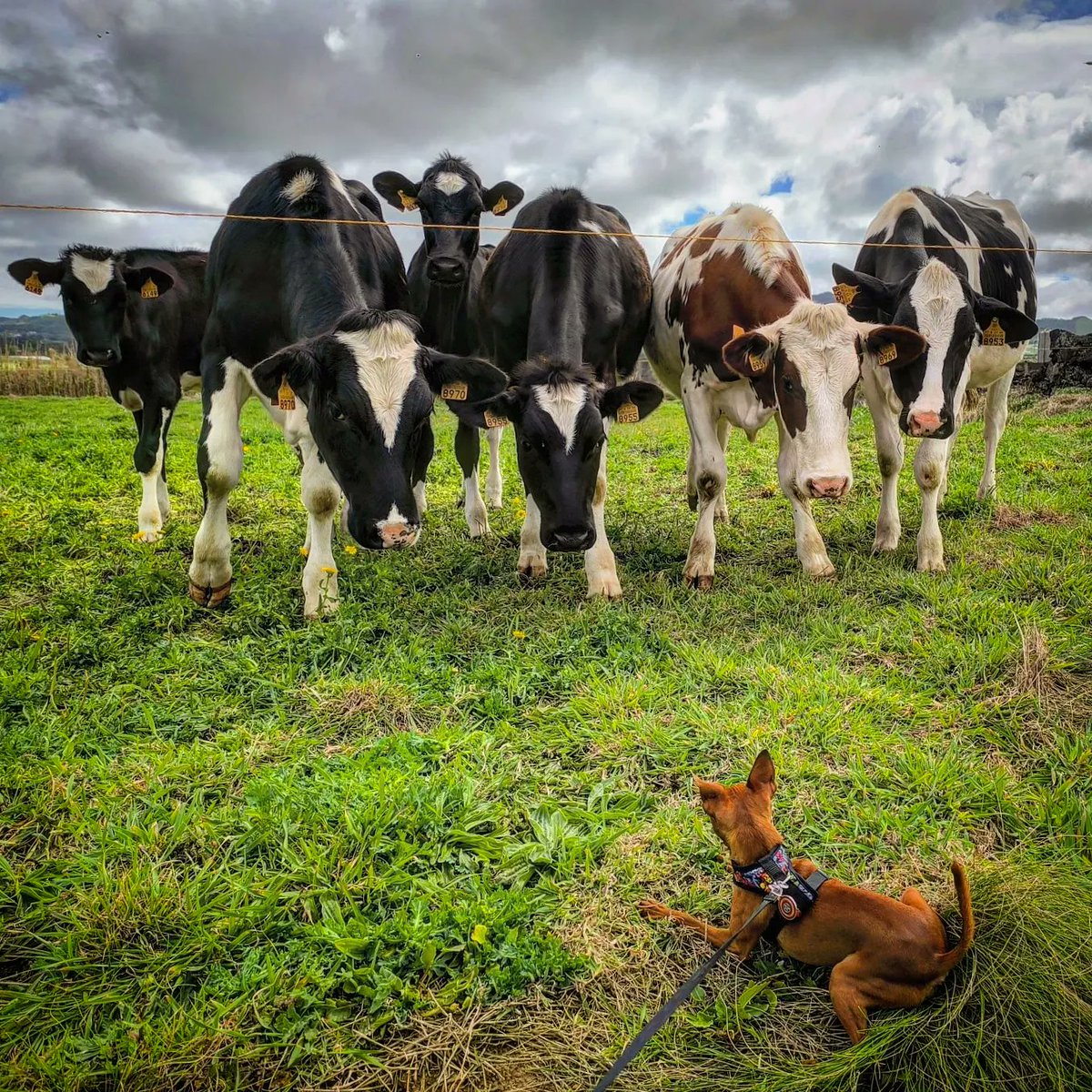 [ 🥜 vs. The 🐄 Gang ] 🐕🐮

Fenais da Luz, São Miguel Island, #Azores 🇵🇹

#portugal #photo #dog #cow #nature #duel  @visitportugal @visiteurope @visitingazores @AzoresWhatElse @natgeowild @NatGeo @BBCEarth