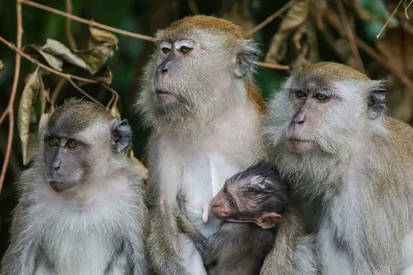 Action for Earth (@actionforearth) on Twitter photo Action for Cambodian Macaques, taken from the wild to US testing labs. ladyfreethinker.org/sign-stop-u-s-… <a href="/LadyFreethinker/">Lady Freethinker</a> <a href="/Action4Primates/">Action for Primates</a> Action for Cambodian Macaques, taken from the wild to US testing labs. ladyfreethinker.org/sign-stop-u-s-… <a href="/LadyFreethinker/">Lady Freethinker</a> <a href="/Action4Primates/">Action for Primates</a>