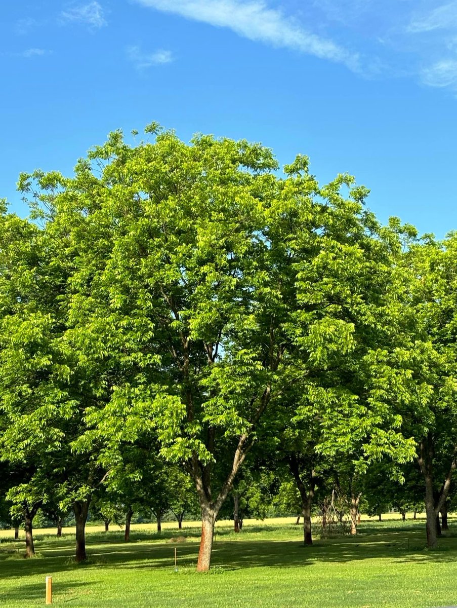 PecanTri's tweet photo. Let’s have a Pecan Farm Tour today!  The weather is perfect! https://t.co/DuVeKcXMMY