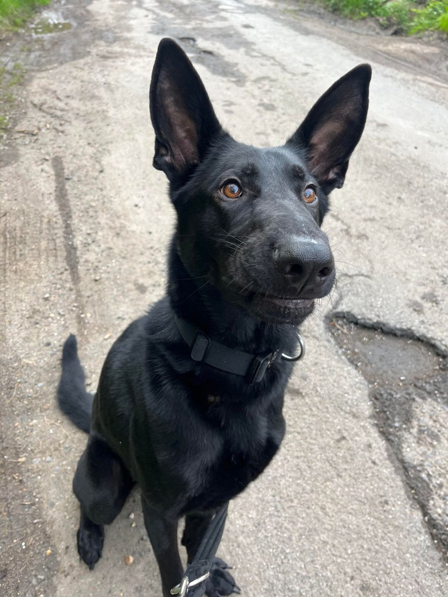 Atlas is 2yrs old and he can live wit older kids and other #dogs, Atlas is still quite puppyish in behaviour so he will need a home that can give him firm boundaries and consistency #germanshepherd #Essex gsrelite.co.uk/atlas/