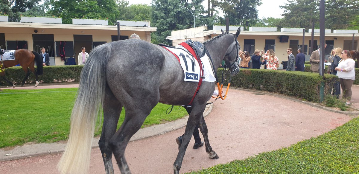 @HowTheyRun Irish Point ahead of French Champion Hurdle @hippodrome_auteuil @francegalop