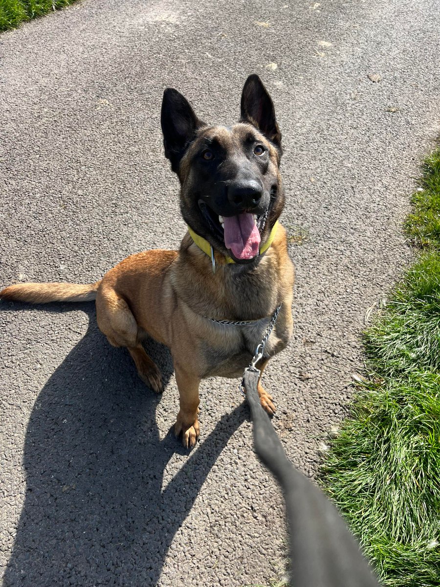 Lucas is 3yrs old and he is a friendly and playful boy who can live with older kids and has played well with the other large breed #dogs at the kennels #germanshepherd #Essex gsrelite.co.uk/lucas-2/