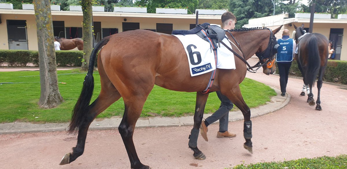 @HowTheyRun Hewick ahead of French Champion Hurdle @Hippo_Auteuil @francegalop @jhanlonracing