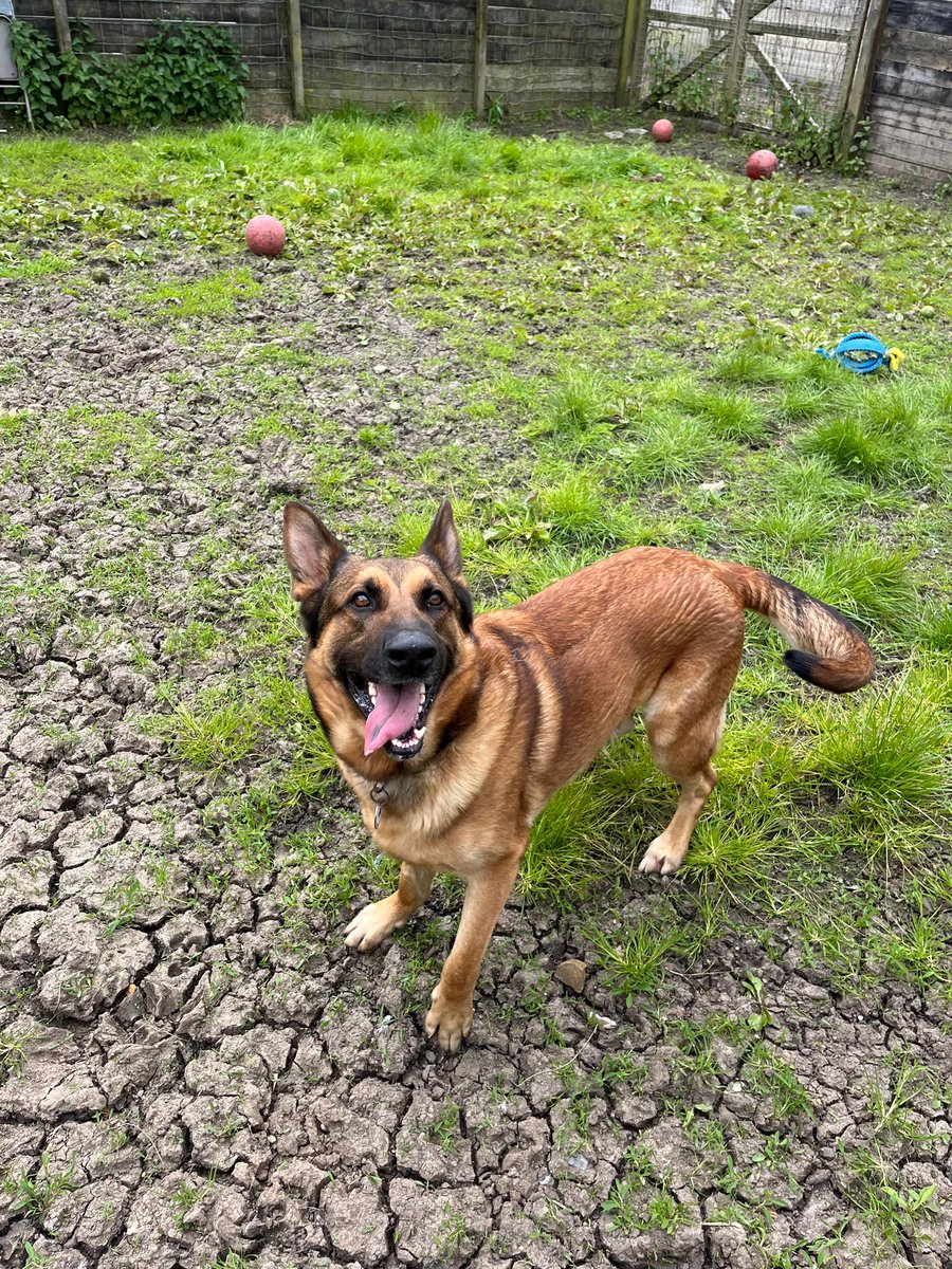Hudson is 20mths old and he was picked up as a stray, Hudson can live with older kids and would benefit from living with an older dog to build his confidence #dogs #germanshepherd #Essex gsrelite.co.uk/hudson/