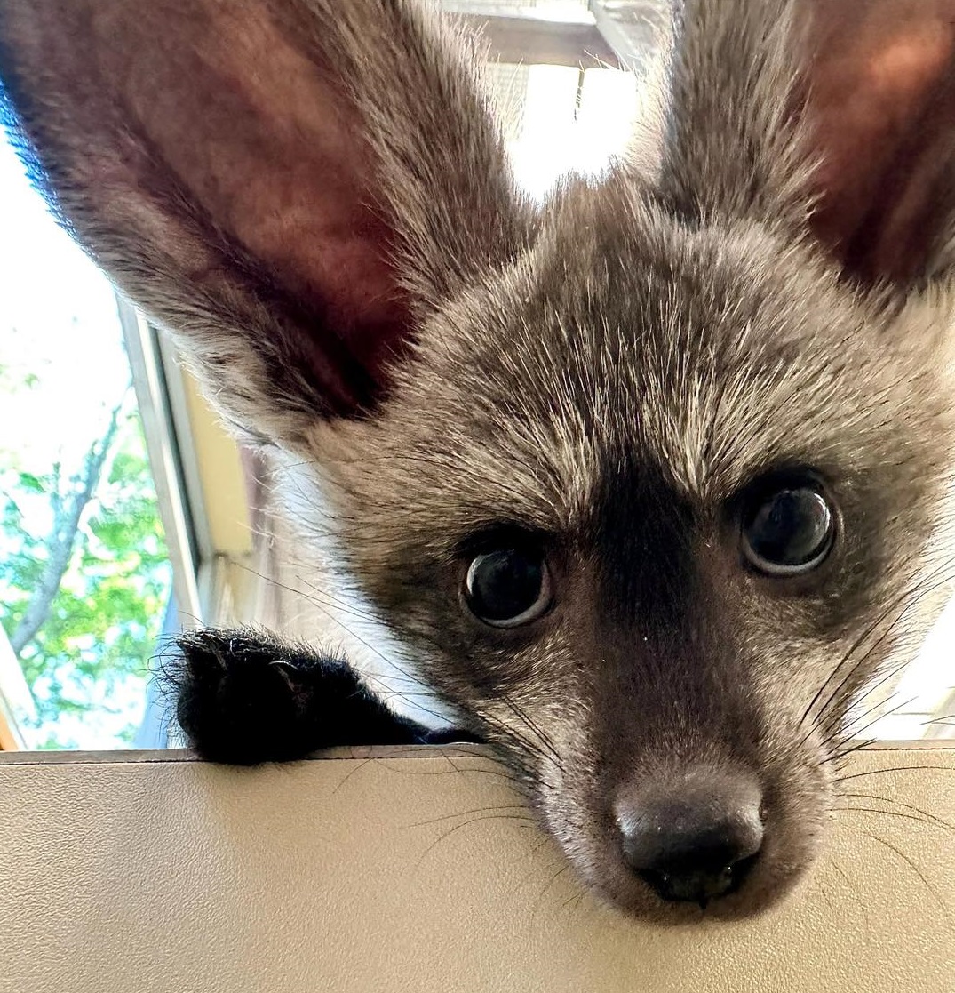 Bat-eared fox selfie! 🤳 Kal is one month and 13 days old!