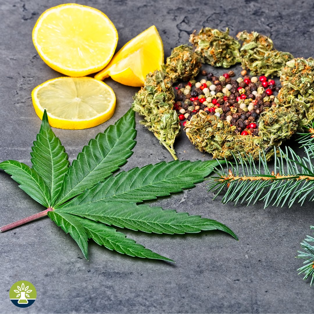 MoCann Testing (@mocanntesting) on Twitter photo Understand the importance of rigorous testing to ensure safety, potency, and consistency in cannabis products. Join us in our intricate process that guarantees top-notch quality and reliability🌱✨
#CannabisTesting #QualityAssurance #SafeAndEffective Understand the importance of rigorous testing to ensure safety, potency, and consistency in cannabis products. Join us in our intricate process that guarantees top-notch quality and reliability🌱✨
#CannabisTesting #QualityAssurance #SafeAndEffective
