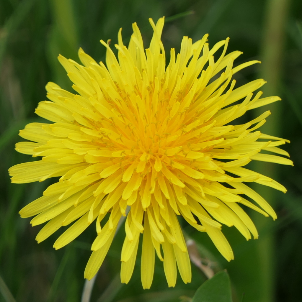 One huge dandelion waiting for bumble bees.

#orkney #orkneylife #islandlife #kirkwall #countryside #wildlife #visitorkney #loveorkney #lovekirkwall #lovick #northernlace #knittinglife #dogwalking #amdesigning #dandelion