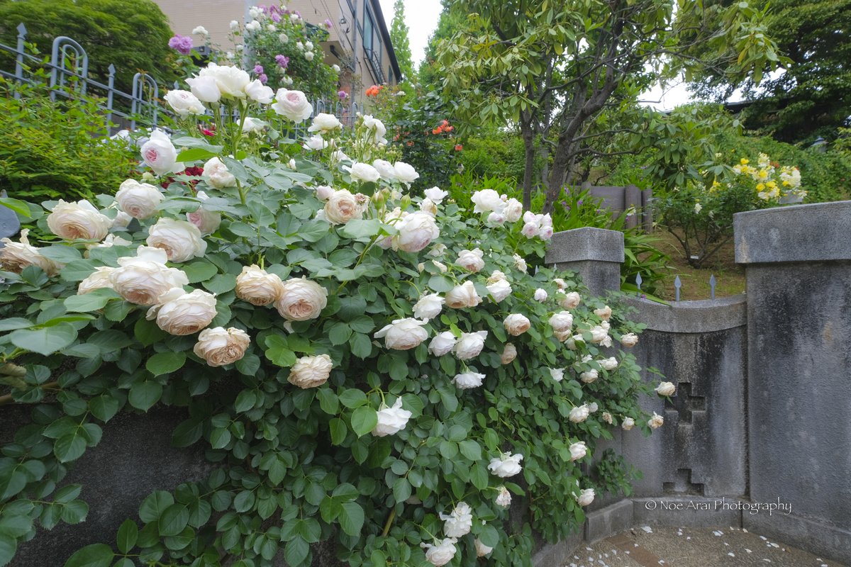 清楚な薔薇
5月の薔薇は生き生きとして美しいですね。❛ ֊ ❛
#FUJIFILM #photo_travelers #photo_shorttrip #tokyocameraclub #XT3 #xf1024  #神奈川県 #横浜市 #flower #spring #pink #rose #今日もX日和 #薔薇 #life_with_camera #Japan #raytrek_photographer
#small #sweet #花 #flower