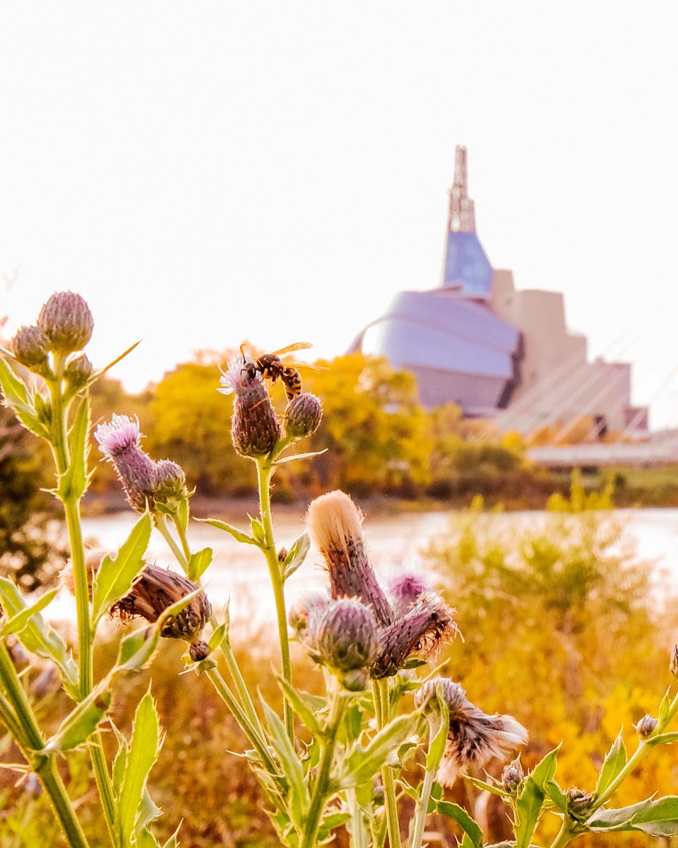 Happy International Museum Day! Manitoba is home to almost 200 - so find one close to you and drop by for a visit! Admission to the Museum is free on Sunday from 10 a.m. - 5 p.m. We're closed on Monday and will reopen on Tuesday at 10 a.m. 📷: kristhine.guerrero (Instagram)