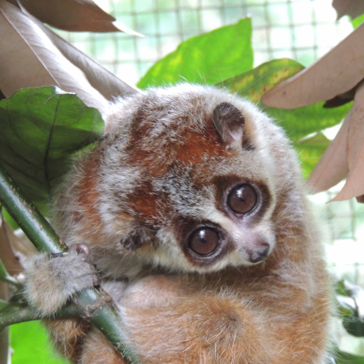 How can museum collections help sustain biodiversity? Meet Mary Blair (<a href="/marye_blair/">Mary E. Blair</a>), director of biodiversity informatics research at the Center for Biodiversity and Conservation at the Museum.

Blair studies the conservation biology of mammals—especially primates, like the