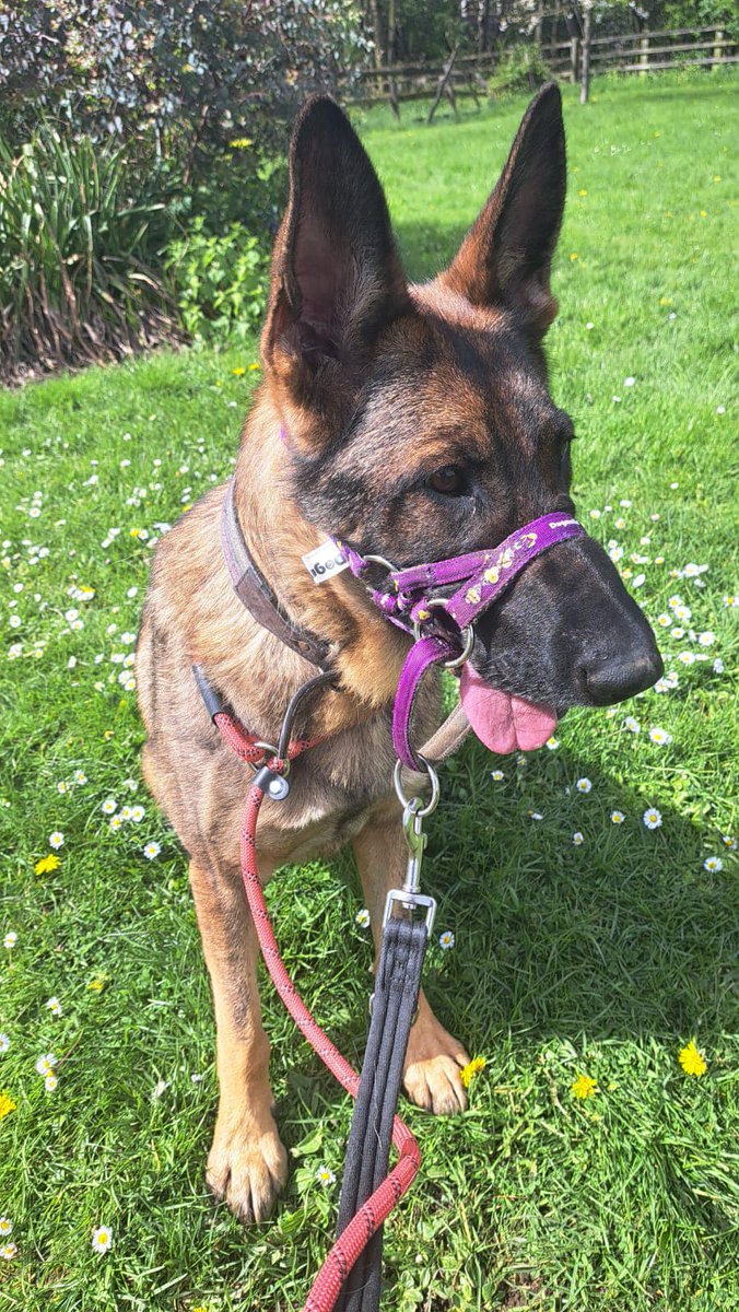 Sadie is around 2yrs old and she has had quite an unsettled life, Sadie can live with older kids but would prefer a pet free home an really needs some stability and consistency #dogs #germanshepherd #SouthYorkshire gsrelite.co.uk/sadie-7/
