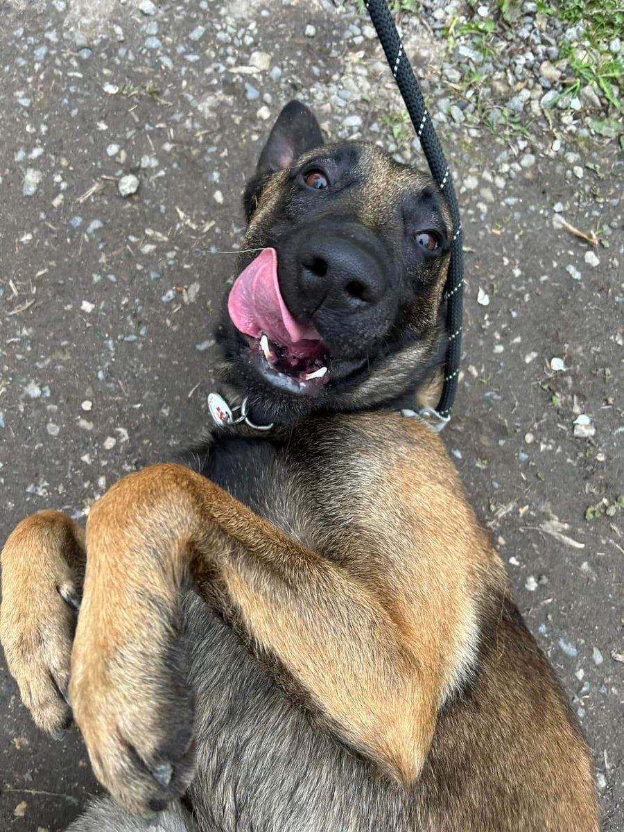 Max is 3yrs old and he is a friendly and happy boy who is clean in the home , Max can live with older kids and has been fine with other #dogs with correct intros #germanshepherd #SouthYorkshire gsrelite.co.uk/max-33/