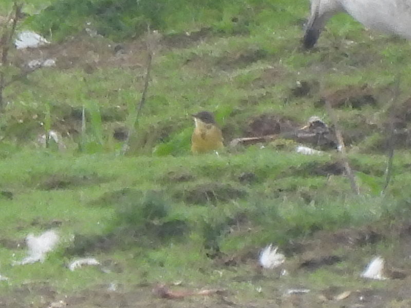 IanFouk's tweet photo. Possible Grey-headed Wagtail from Saltholme Hide this morning
@RSPBSaltholme
Someone spotted this distant Yellow Wagtail on Back Saltholme. On viewing the photos the head looks very dark. Possibly a Grey-headed Wagtail?
@teesbirds1 https://t.co/S681nCw22C