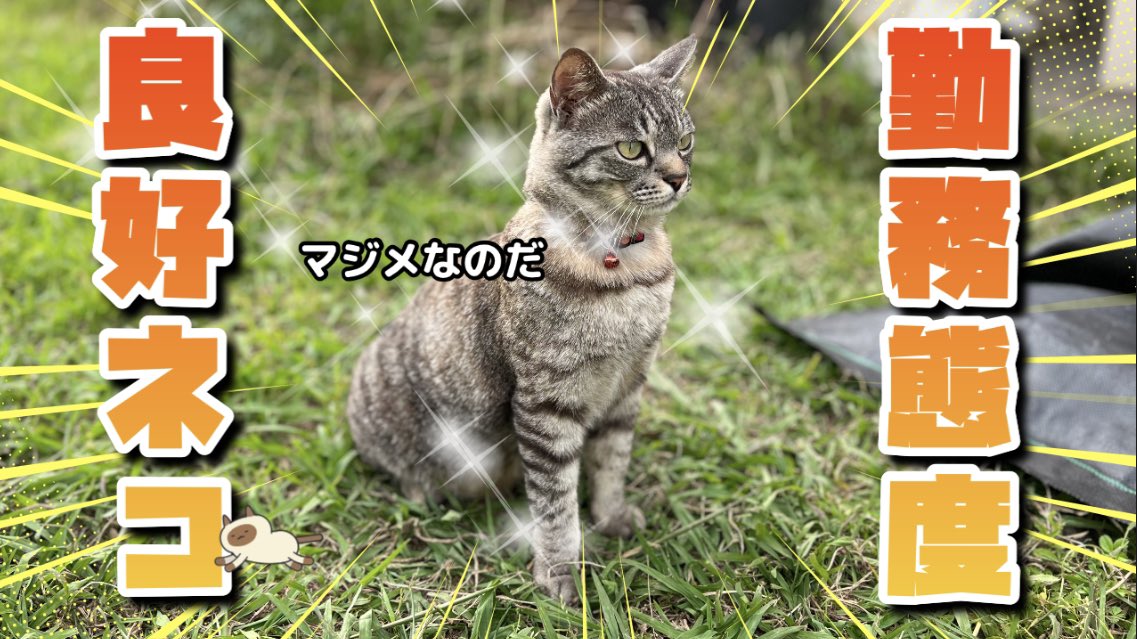 【土曜日の農家ネコたち🐈‍⬛🐈】ダイジェスト動画投稿しました😸 どうぞご覧ください🙇‍♂️ youtu.be/Gblzn5ouDcc?si…