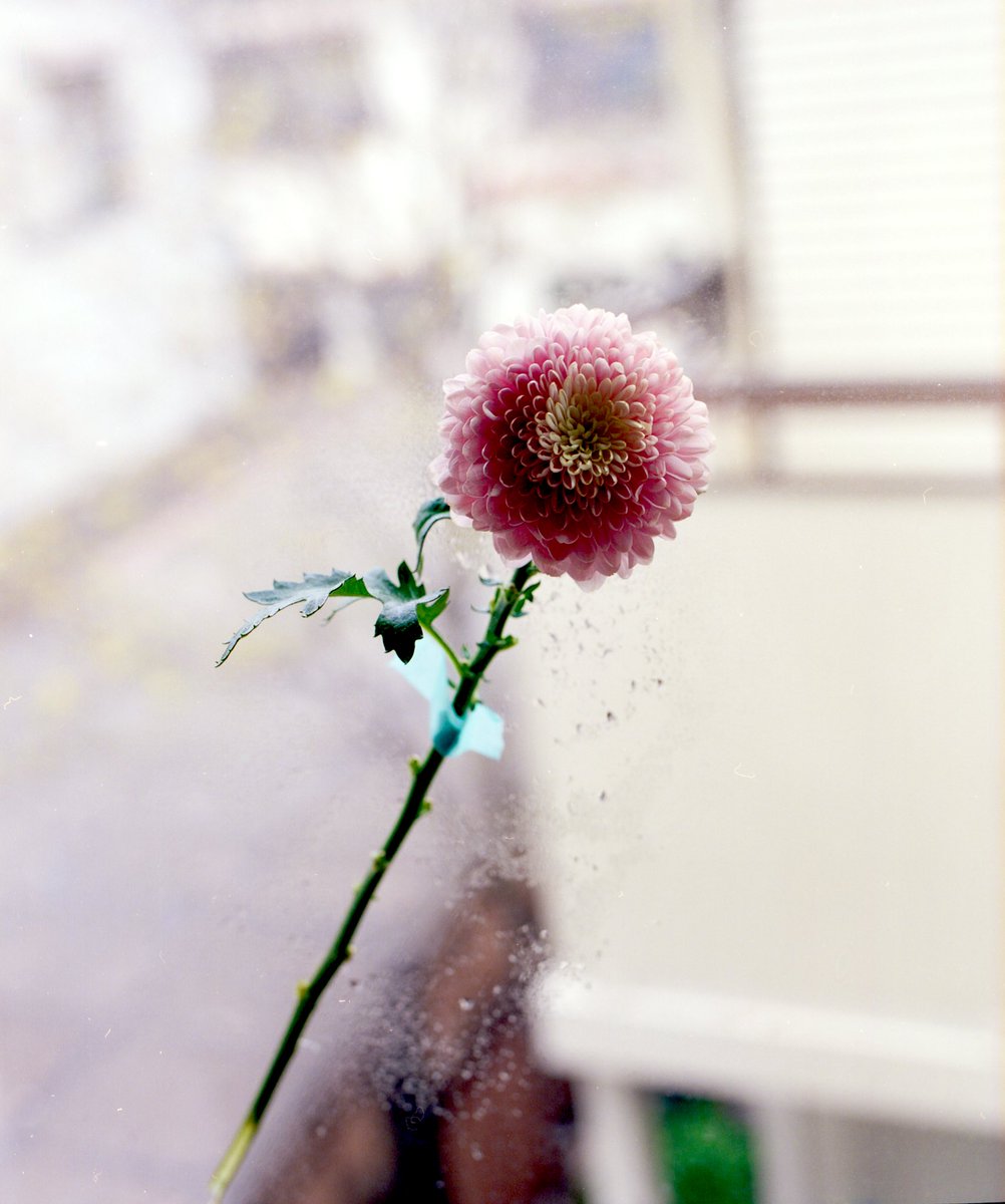 narukim_'s tweet photo. pentax67 https://t.co/3VGZbFjYNo