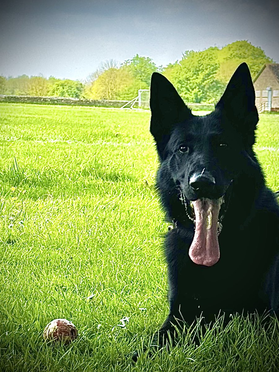 PD Vagus completed a massive track last night to catch the suspect of a stolen van and theft of copper  , they’d crashed & ran trying to escape, At the end of his track Vagus found the suspect hidden in undergrowth @WiltsSpecOps also helped detain four others involved ! 👌🏻👋🏻