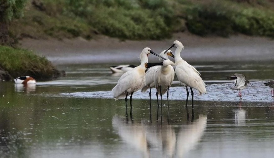 As we document in our book SINAGOTE, THE BIOGRAPHY OF A SPOONBILL, #spoonbills are very social, albeit with qualifications. Mutual #allopreening is common, but seeing four birds in a group-allopreen certainly is not! Photographed on #Schiermonnikoog by dewittehaas.nl.