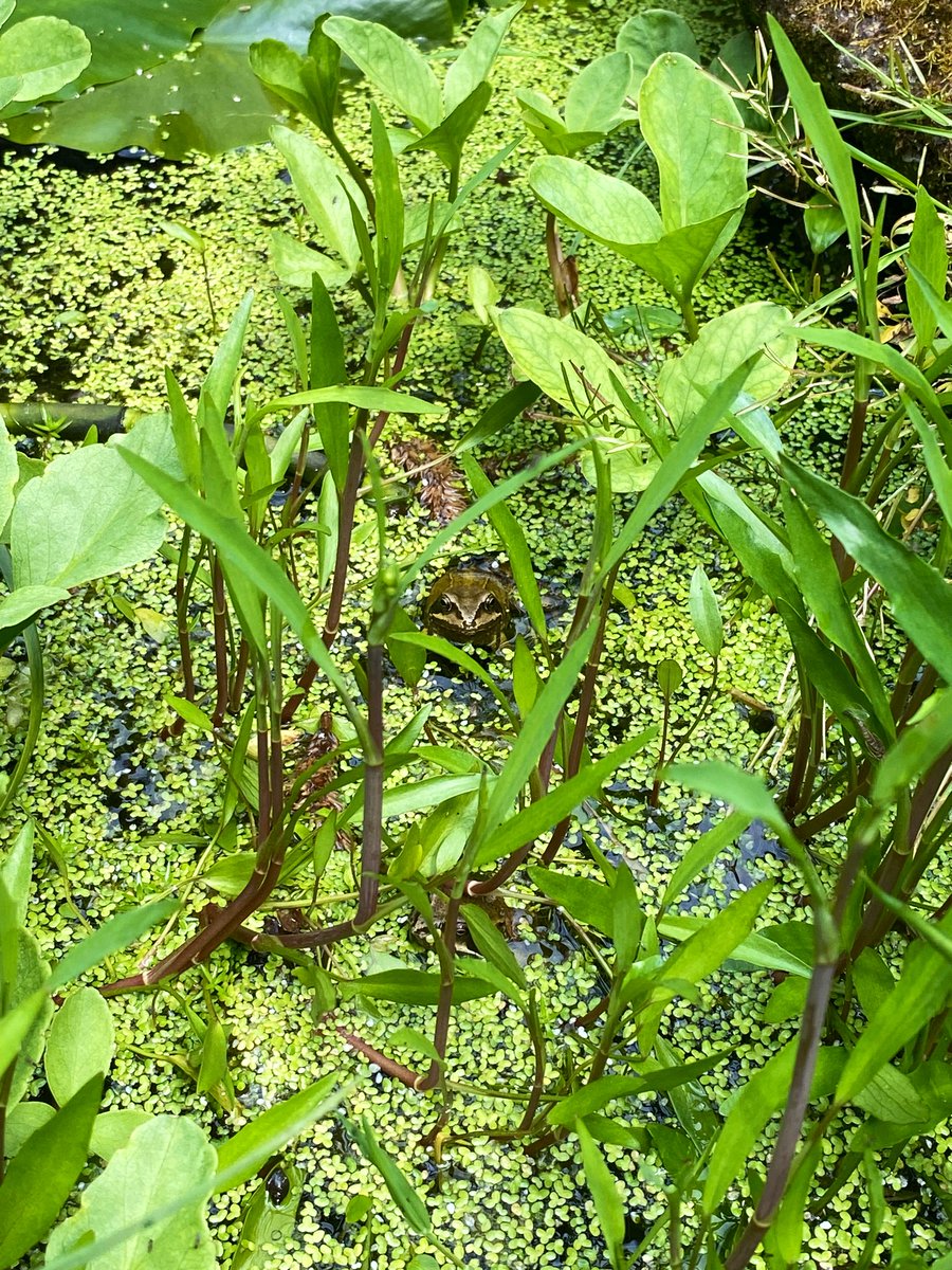 alice pawlik (@alicepawlik) on Twitter photo Finally reading <a href="/jeremybiggs/">Jeremy Biggs_FHT</a> & Penny Williams <a href="/NewNaturalists/">New Naturalists</a> Ponds, Pools and Puddles whilst writing a thesis pond chapter! Aptly alongside frogs in the pond & great tit nestlings chirping in the garden wall 💚 <a href="/Freshwaterhabs/">Freshwater Habitats Trust</a> Finally reading <a href="/jeremybiggs/">Jeremy Biggs_FHT</a> & Penny Williams <a href="/NewNaturalists/">New Naturalists</a> Ponds, Pools and Puddles whilst writing a thesis pond chapter! Aptly alongside frogs in the pond & great tit nestlings chirping in the garden wall 💚 <a href="/Freshwaterhabs/">Freshwater Habitats Trust</a>