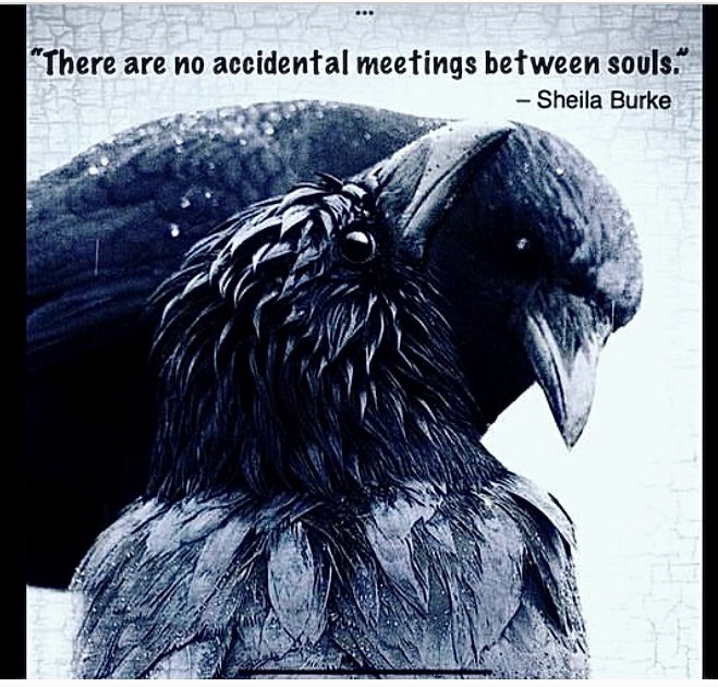 #ravens #spiritanimals