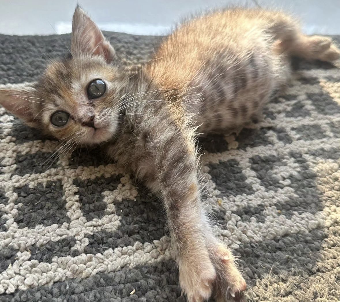 Posey is our 8 week old female kitty! 💗🐾 DM us to adopt any of our available pets! 🫶🏽 #AnimalLoversResce #rescuestory #animalrescue #adoptdontshop #rescue #animals #animallovers #animalsanctuary #animalrights #dogs #cats #rescuecat #rescuecats #rescuedog #kittenrescue #adoptme