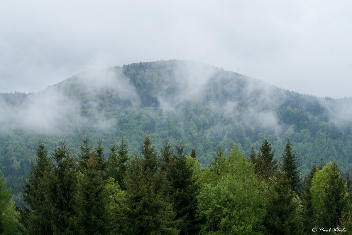 It's very wet in the forest with low cloud cover. #Transylvania