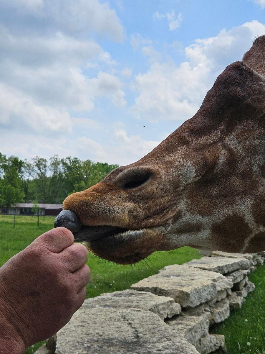 You’ll get up close to your favorites when you stop by the giraffe feeding area. So much sunshine this weekend! The park is open 9am-5pm daily. Unleash the adventure! #frappsmeatmarket #love #wisconsindells #lovethedells #giraffe #animals #fyp #zoo #picoftheday #lifeisgood